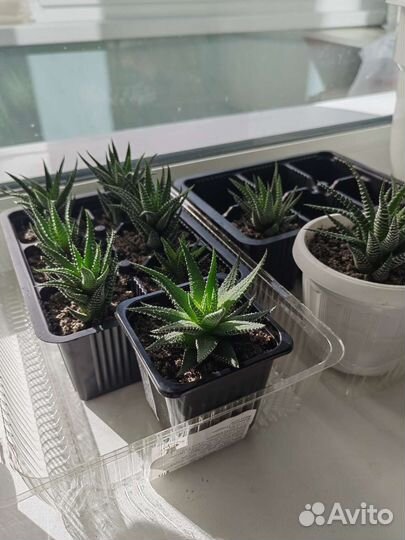 Хавортия полосатая