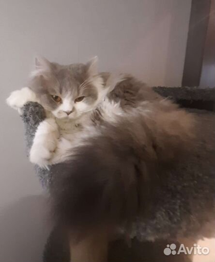 Шотландский кот вязка