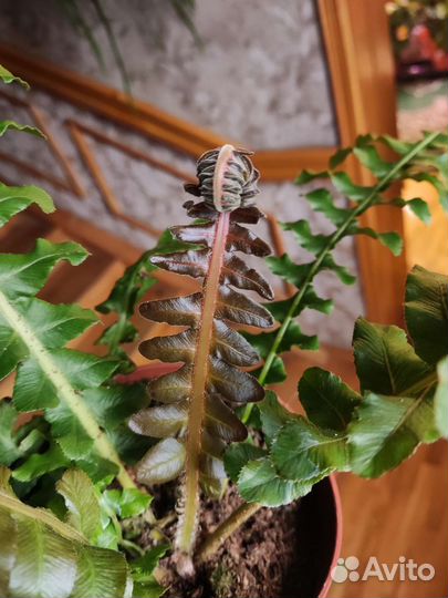 Блехнум gibbum brasiliense volkano