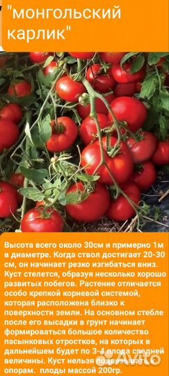 Семена коллекционных помидор