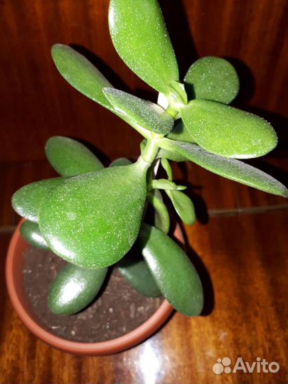 Крассула толстянка