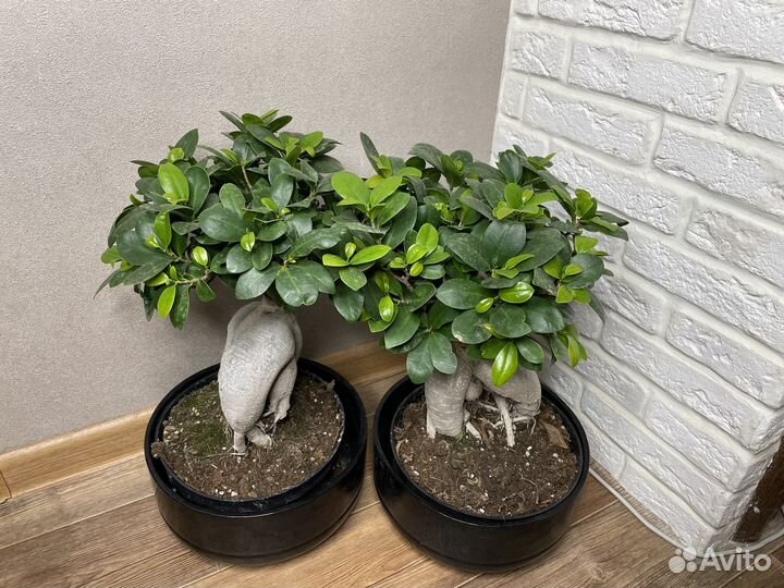 Фикус бонсай комнатные цветы