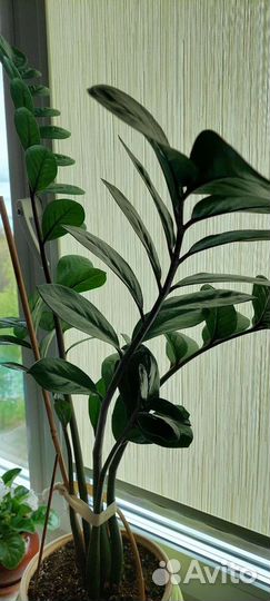 Замиокулькас