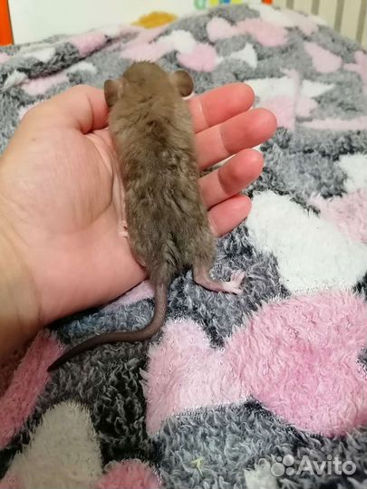 Рекс крысята Дамбо шоколад крыса