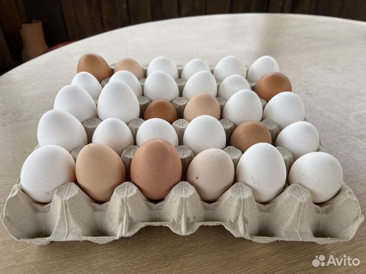 Домашние куриные яйца