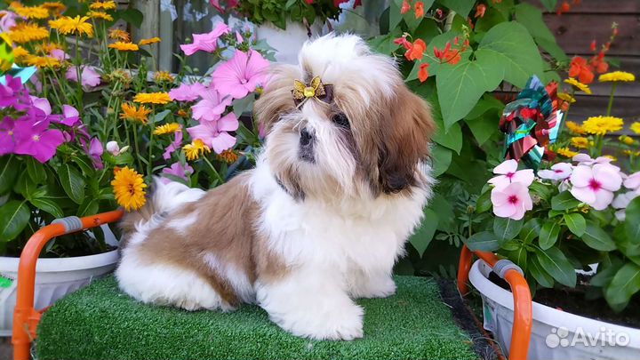 Милые шитцу