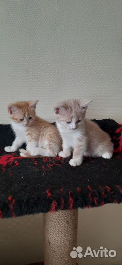 Котята в добрые руки приучены к лотку
