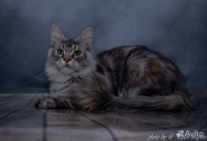 Кото - подростки