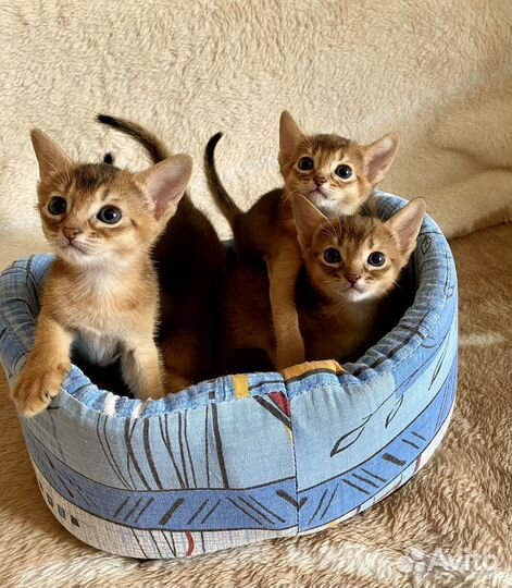 Абиссинские котята