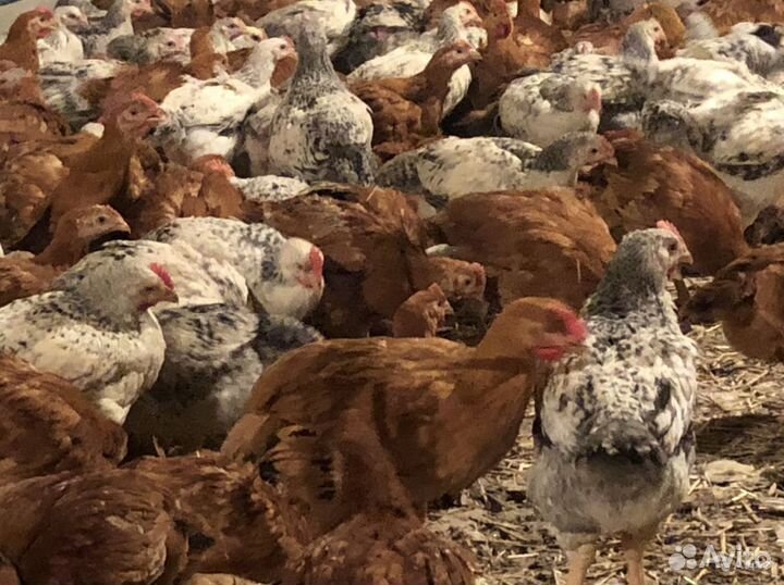 Цветной бройлер индокуры великаны месячные