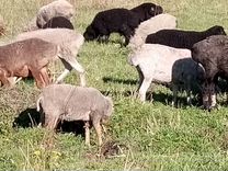 Бараны для Курбан байрам разные породы