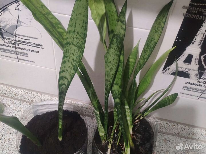 Сансевиерия