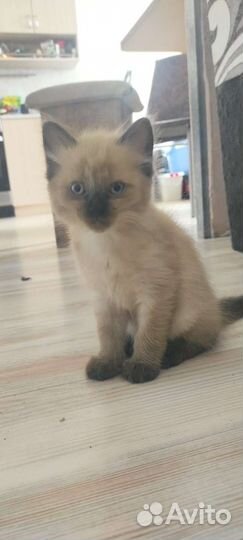 Бирманская кошка