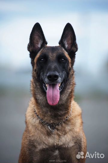 Груминг / стрижка / линька