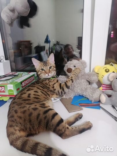 Бенгальский кот вязка