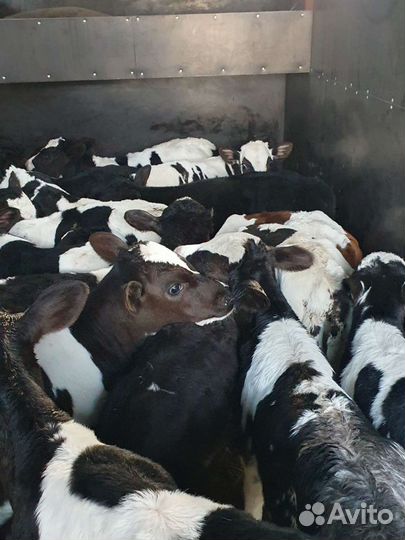 Телята бычки