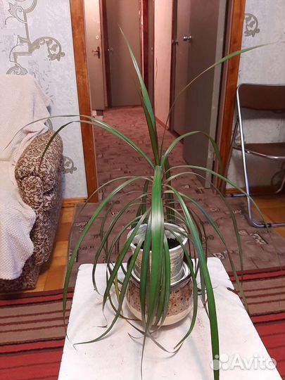 Пальма драцена,молодая. Высотой 25-30 см
