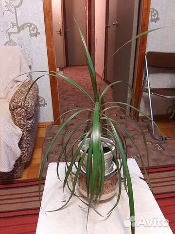 Пальма драцена,молодая. Высотой 25-30 см