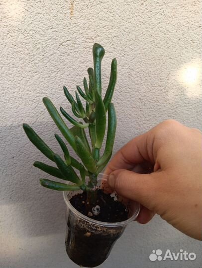 9 видов комнатных растений