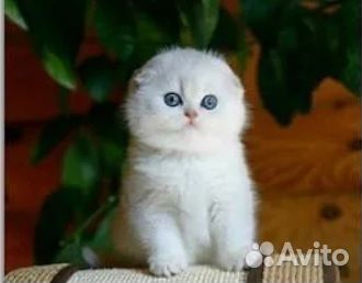 Котята вислоухой шиншиллы