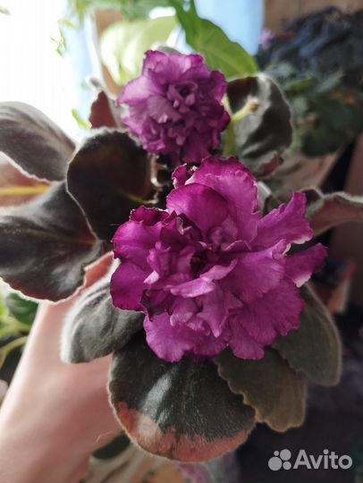 Фиалки листочками