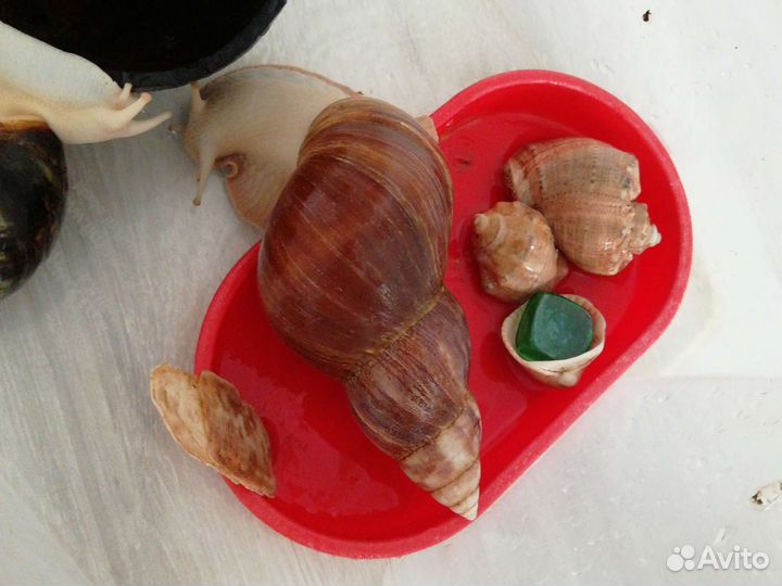 Улитки ахатины большие