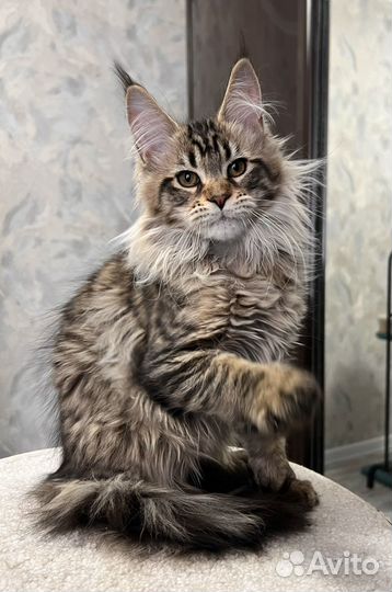 Кошечка мейн кун