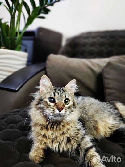 Котенок 5 месяцев