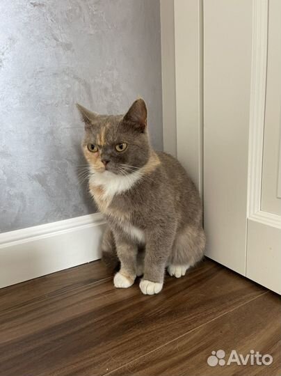 Трехцветная кошка на удачу