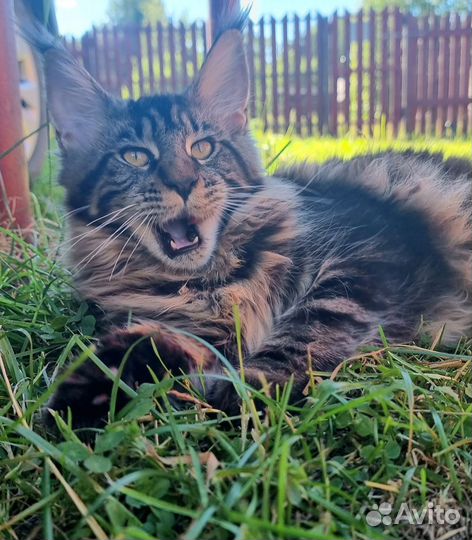 Мейн-кун кошка