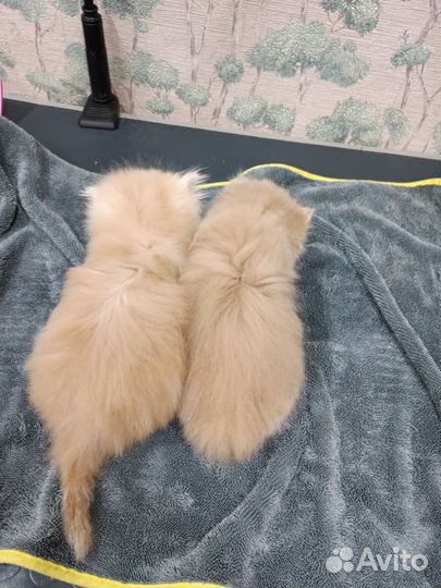 Персидская