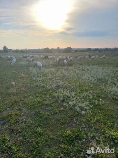Зааненские, альпийские козы