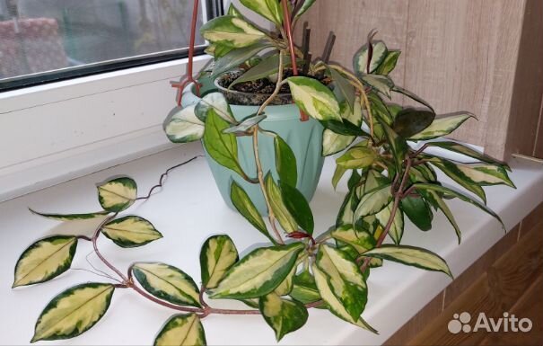 Хойя Триколор