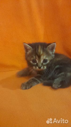 Персидская кошка