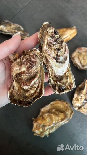 Устрица черноморская