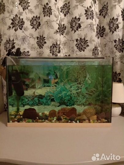 Аквариум