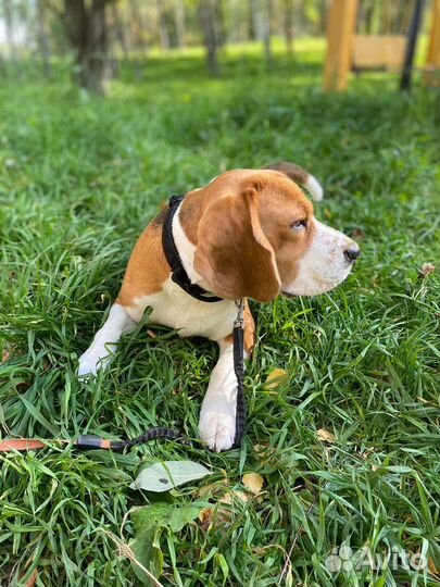 Бигль вязка