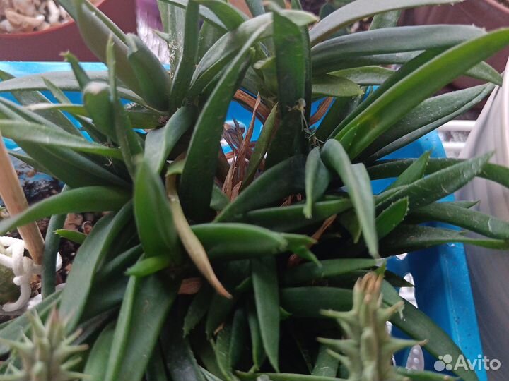 Суккуленты