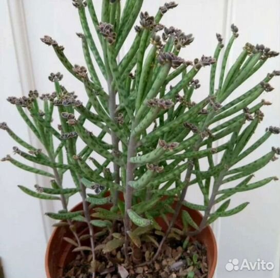 Суккуленты Каланхоэ Трубчатоцветковое