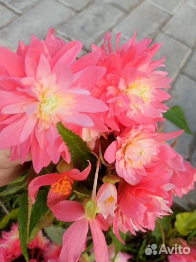 Бегония беллекония