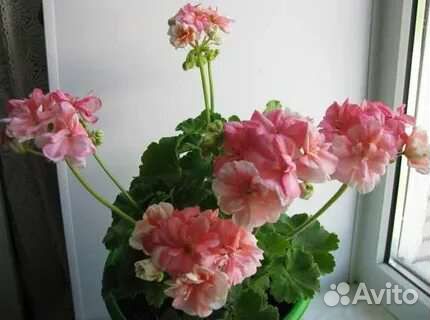 Пеларгонии сортовые