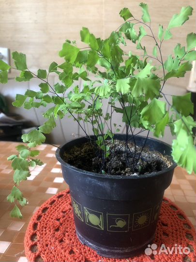 Комнатные растения в горшках