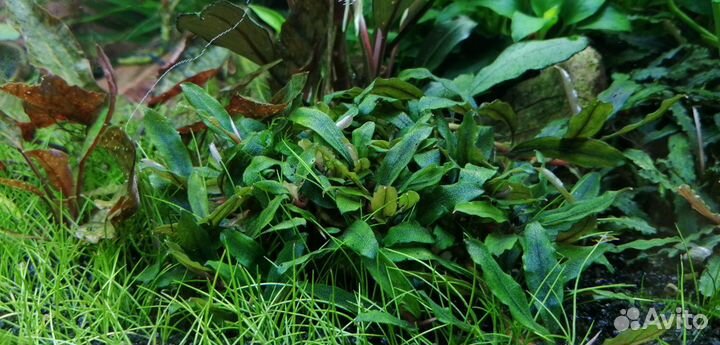 Растения для аквариума