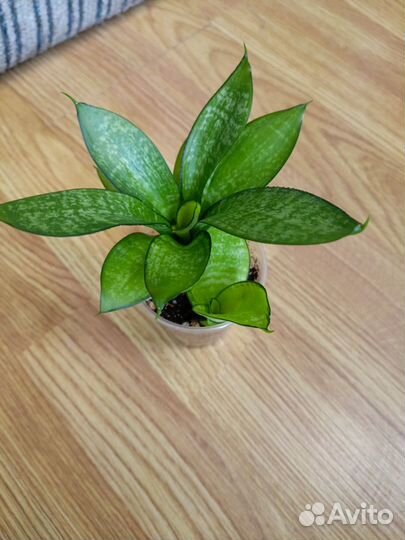 Сансевиерия сортовая 8