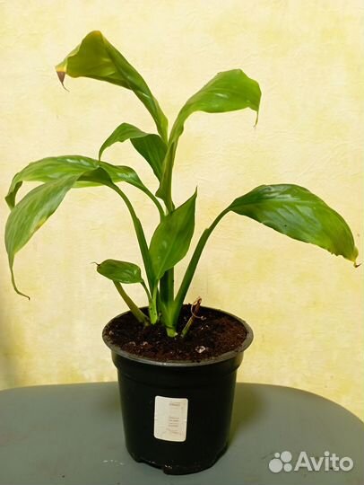 Комнатные цветы