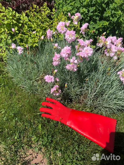 Гвоздика перистая голубая