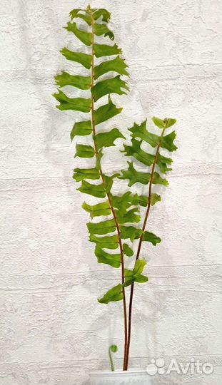 Папоротники