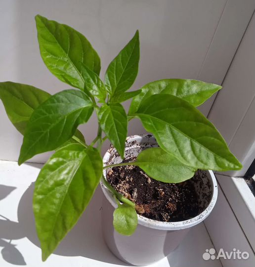 Перец комнатный острый