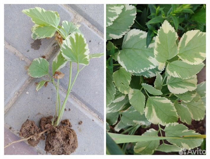 Лилия, перилла, астильба, вариегаты