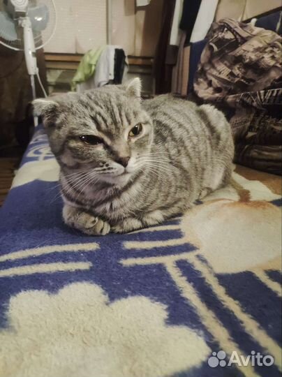 Скотиш фолд